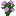 Purple Peony
