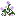 Purple White Chinese Rose