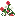 Red White Chinese Rose