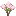 Upright Crabapple Sapling