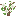 White Peach Sapling