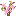 Wild Peach Sapling