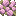 Peony Leaves