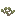 Saxaul Sapling