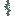 Infection Bramble
