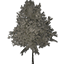 White Cherry Large 01