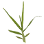 Fine Grass 01