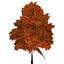 Maple Tree Small 02