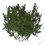Shrub 02