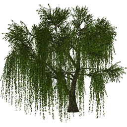 Willow Tree Large