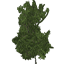 Green Tree Medium 02
