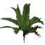 Tropical Shrub 01