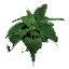 Tropical Shrub 02