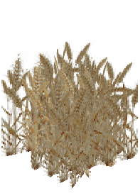 Wheat Mature