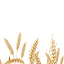 Wheat Mature Random Offset