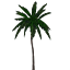 Coconut Tree 07