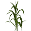 Corn Seedling
