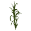 Corn Immature