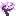 Jacaranda Sapling