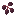 Elderberry