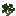 Pine Sapling