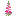Snapdragon