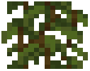Chili Vines Plant