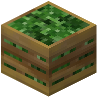 Butterhead Lettuce Crate