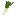 Leek
