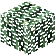 Sequoia Leaves