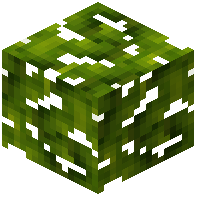Sugar Apple Leaves