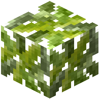 Yellow Meranti Leaves