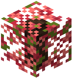 Fiery Trumpet Leaf Hedge