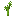 Bamboo Sapling