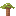 Baobab Sapling