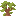 Baobab Shrub