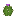 Barrel Cactus