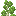 Birch Shrub