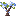 Blue Magnolia Sapling