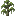 Cypress Sapling