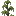 Cypress Shrub