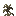 Dead Pine Shrub