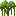 Kapok Shrub