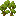 Maple Shrub