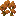 Orange Maple Shrub