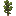 Pine Sapling