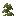 Pine Shrub