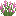 pink_lupine