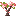 Pink Magnolia Sapling