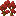 Red Maple Shrub